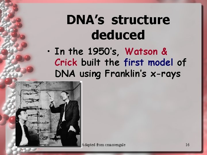 DNA’s structure deduced • In the 1950’s, Watson & Crick built the first model