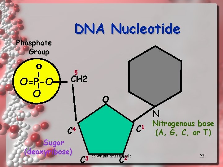 DNA Nucleotide Phosphate Group O O=P-O O 5 CH 2 O N C 1
