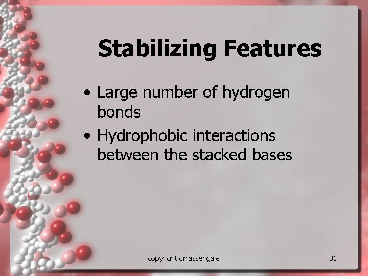 Stabilizing Features • Large number of hydrogen bonds • Hydrophobic interactions between the stacked