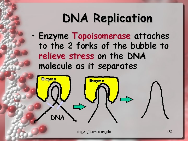 DNA Replication • Enzyme Topoisomerase attaches to the 2 forks of the bubble to