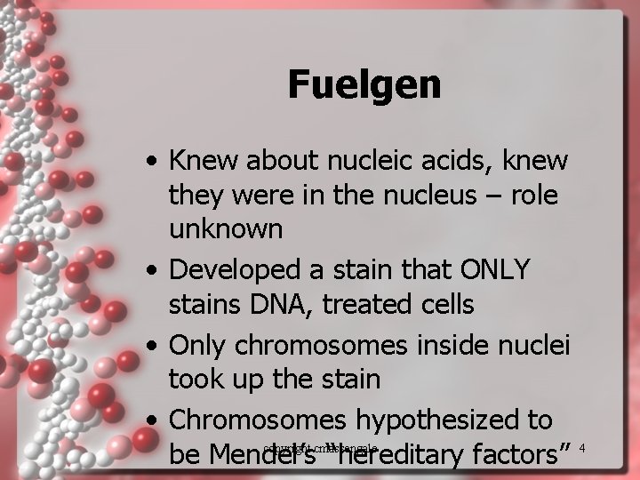 Fuelgen • Knew about nucleic acids, knew they were in the nucleus – role