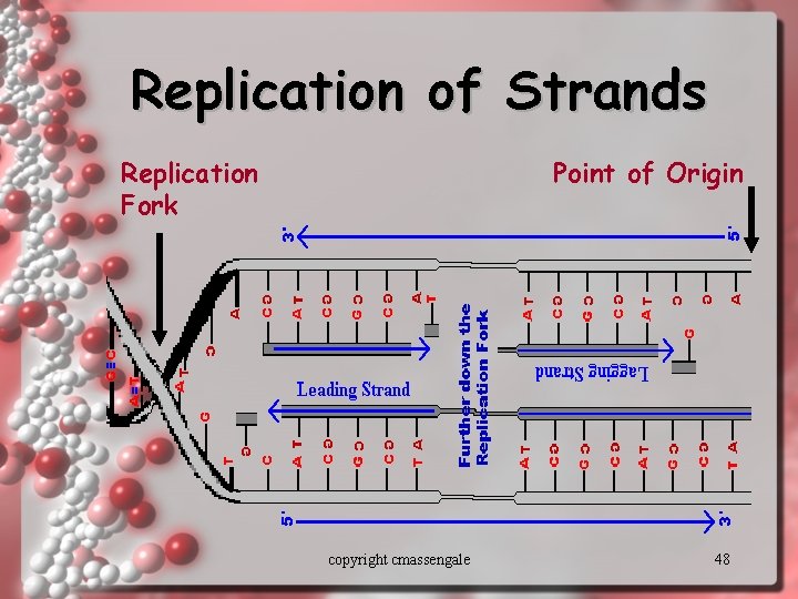 Replication of Strands Replication Fork Point of Origin copyright cmassengale 48 