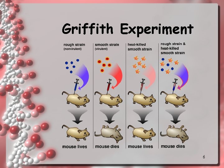 Griffith Experiment 6 