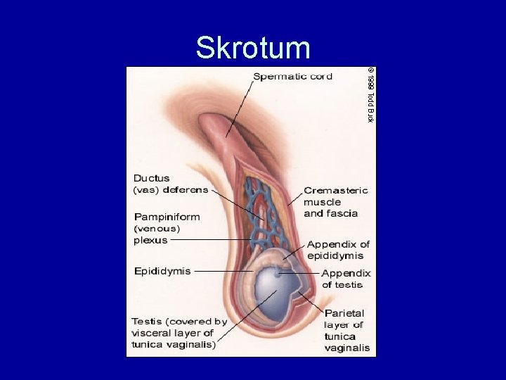 Skrotum 