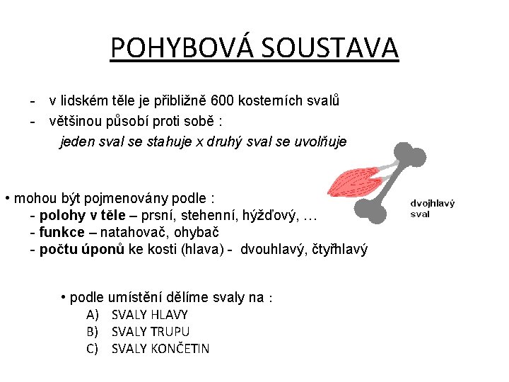 POHYBOVÁ SOUSTAVA - v lidském těle je přibližně 600 kosterních svalů - většinou působí