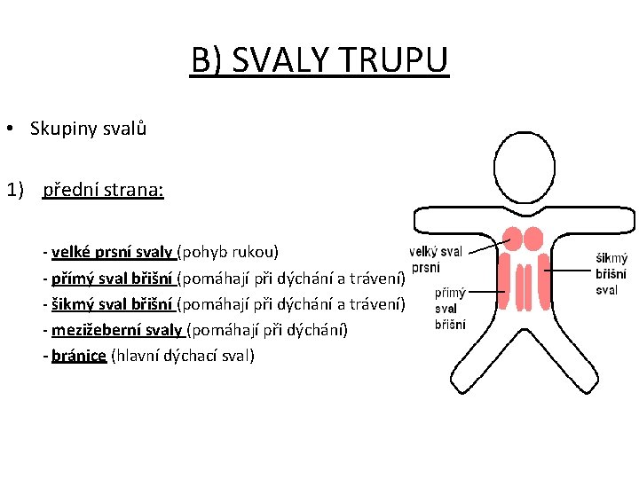 B) SVALY TRUPU • Skupiny svalů 1) přední strana: - velké prsní svaly (pohyb