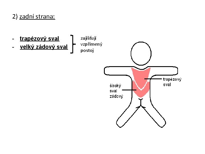 2) zadní strana: - trapézový sval - velký zádový sval zajišťují vzpřímený postoj 