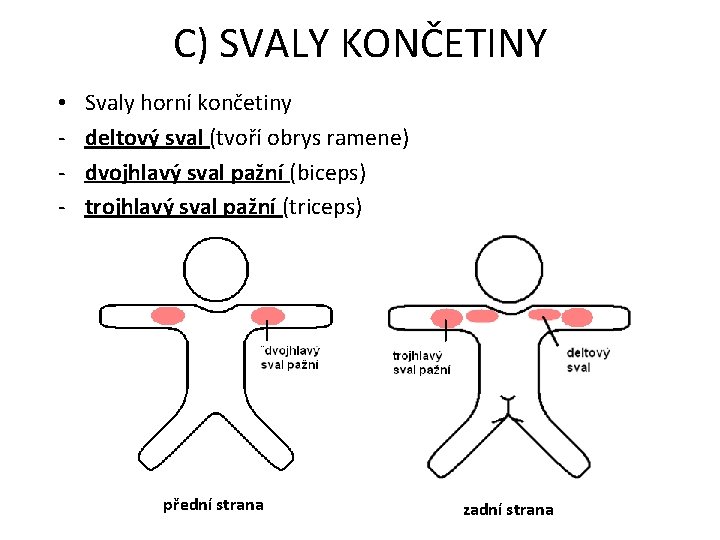 C) SVALY KONČETINY • - Svaly horní končetiny deltový sval (tvoří obrys ramene) dvojhlavý