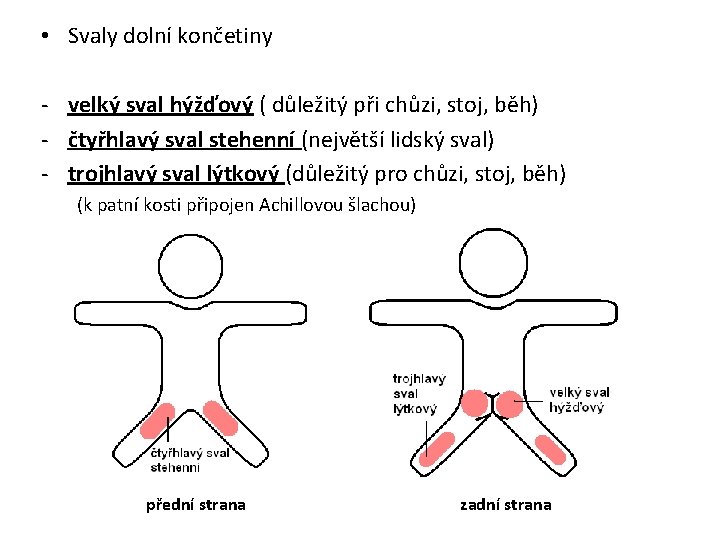  • Svaly dolní končetiny - velký sval hýžďový ( důležitý při chůzi, stoj,