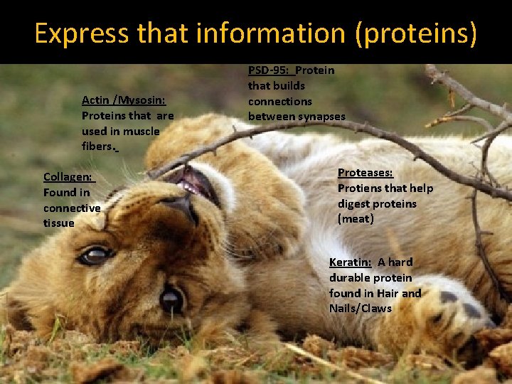 Express that information (proteins) Actin /Mysosin: Proteins that are used in muscle fibers. Collagen:
