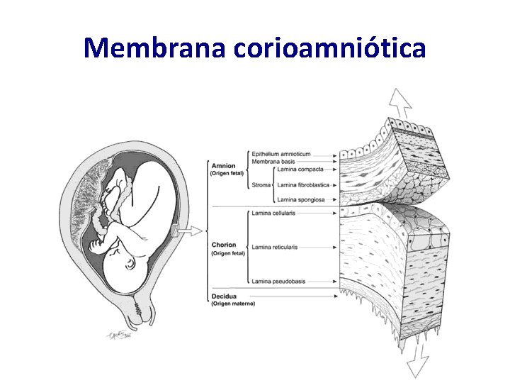 Membrana corioamniótica 
