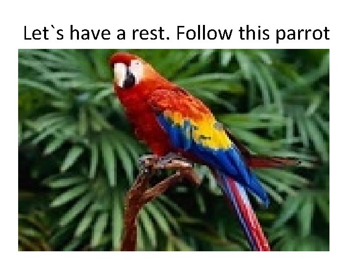 Let`s have a rest. Follow this parrot 