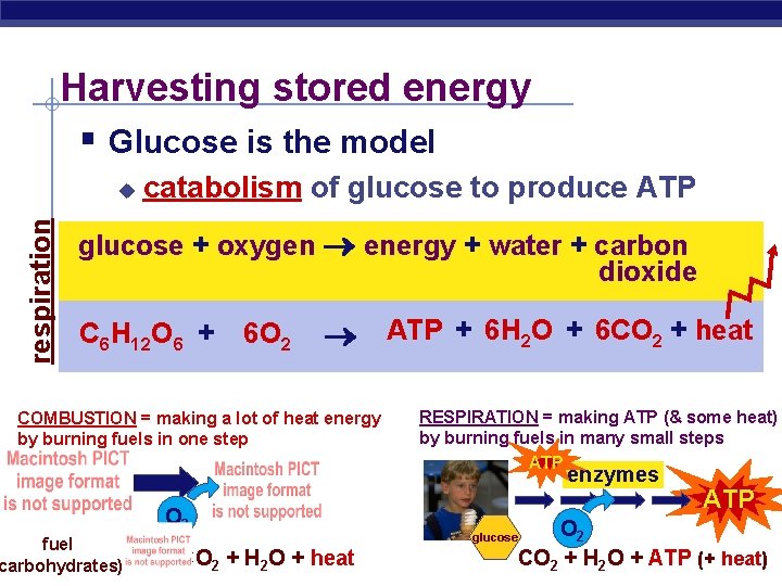 Harvesting stored energy § Glucose is the model respiration u catabolism of glucose to