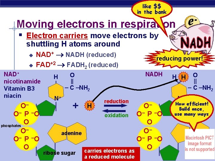 like $$ in the bank Moving electrons in respiration § Electron carriers move electrons
