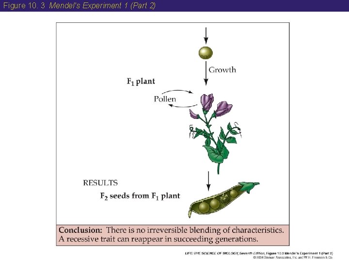 Figure 10. 3 Mendel’s Experiment 1 (Part 2) Figure 10. 3 Mendel’s Experiment 1 (Part 2)