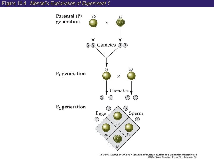 Figure 10. 4 Mendel’s Explanation of Experiment 1 Figure 10. 4 Mendel’s Explanation of Experiment 1