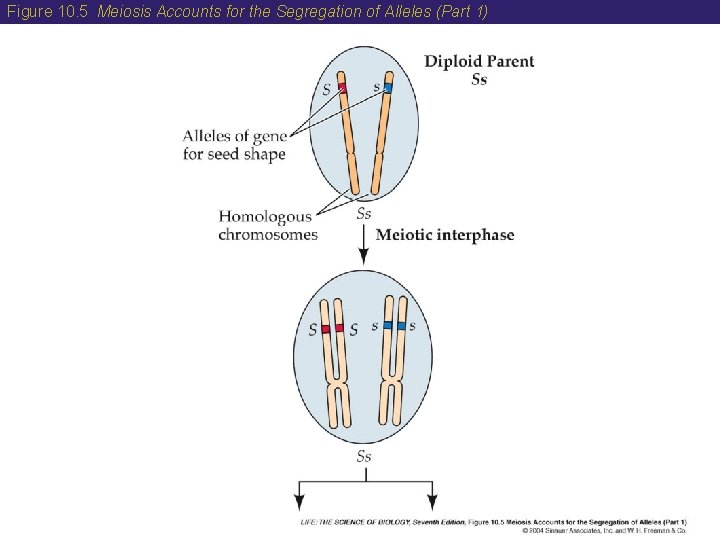 Figure 10. 5 Meiosis Accounts for the Segregation of Alleles (Part 1) Figure 10. 5 Meiosis Accounts for the Segregation of Alleles (Part 1)