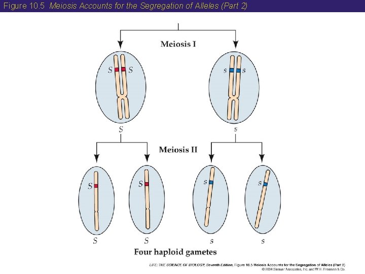 Figure 10. 5 Meiosis Accounts for the Segregation of Alleles (Part 2) 