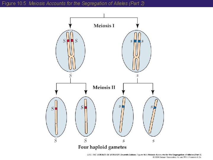 Figure 10. 5 Meiosis Accounts for the Segregation of Alleles (Part 2) Figure 10. 5 Meiosis Accounts for the Segregation of Alleles (Part 2)