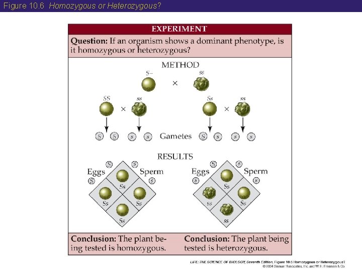 Figure 10. 6 Homozygous or Heterozygous? Figure 10. 6 Homozygous or Heterozygous?