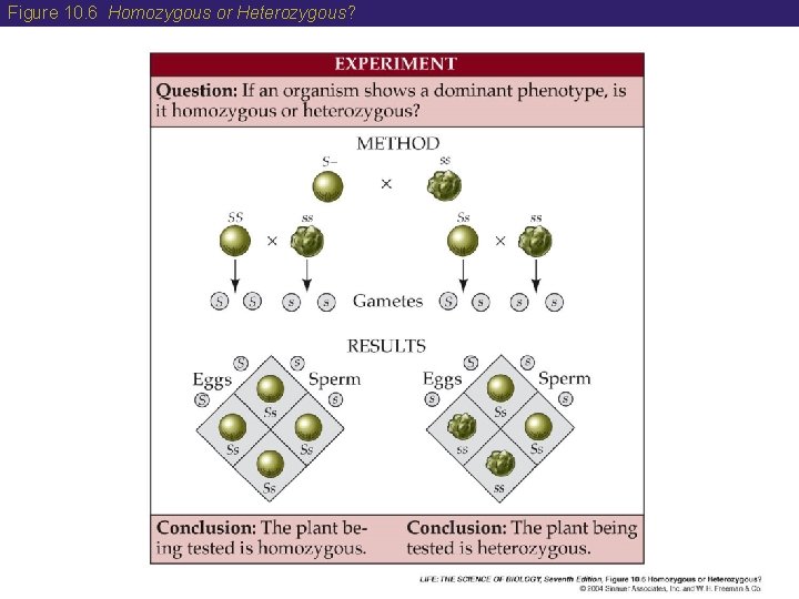 Figure 10. 6 Homozygous or Heterozygous? 