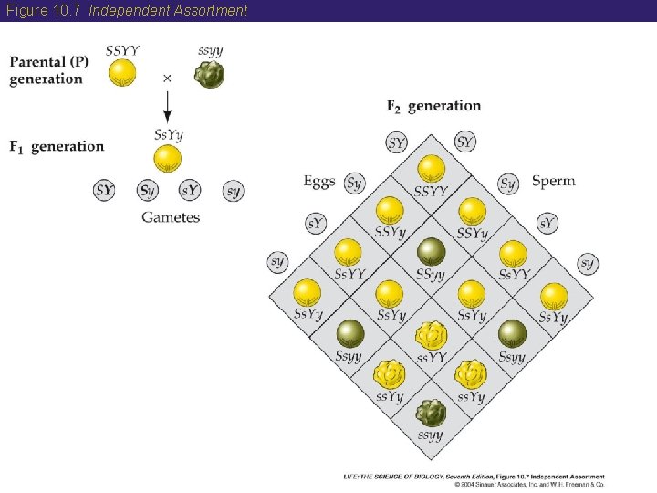 Figure 10. 7 Independent Assortment 