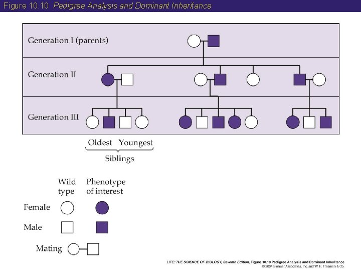 Figure 10. 10 Pedigree Analysis and Dominant Inheritance Figure 10. 10 Pedigree Analysis and Dominant Inheritance