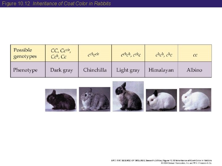 Figure 10. 12 Inheritance of Coat Color in Rabbits 