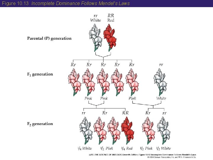 Figure 10. 13 Incomplete Dominance Follows Mendel’s Laws Figure 10. 13 Incomplete Dominance Follows Mendel’s Laws