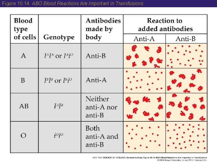 Figure 10. 14 ABO Blood Reactions Are Important in Transfusions 