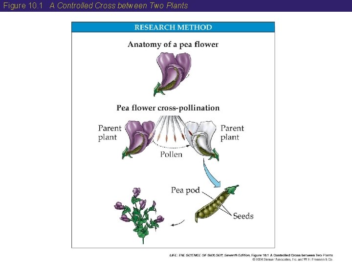 Figure 10. 1 A Controlled Cross between Two Plants 