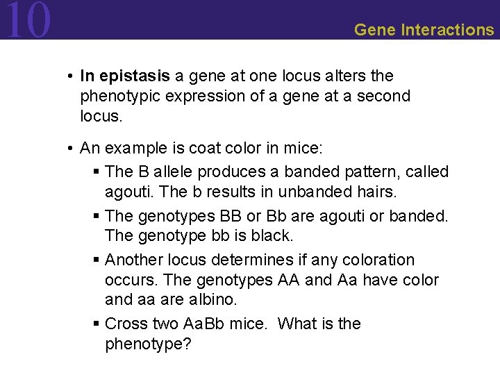 10 Gene Interactions • In epistasis a gene at one locus alters the phenotypic