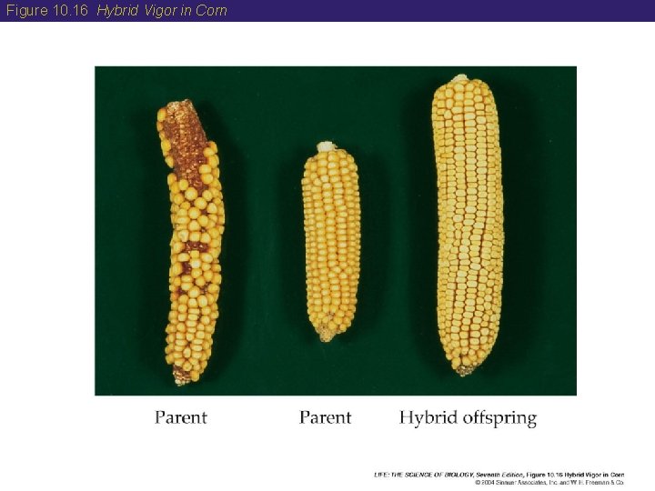 Figure 10. 16 Hybrid Vigor in Corn 