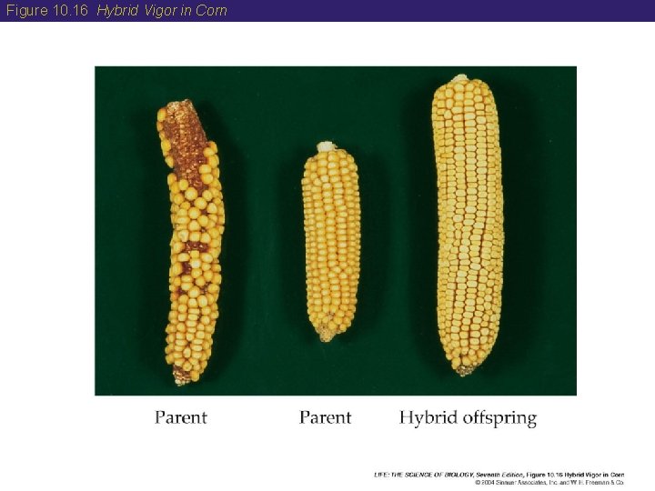Figure 10. 16 Hybrid Vigor in Corn Figure 10. 16 Hybrid Vigor in Corn