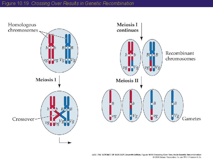 Figure 10. 19 Crossing Over Results in Genetic Recombination 
