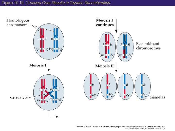 Figure 10. 19 Crossing Over Results in Genetic Recombination Figure 10. 19 Crossing Over Results in Genetic Recombination