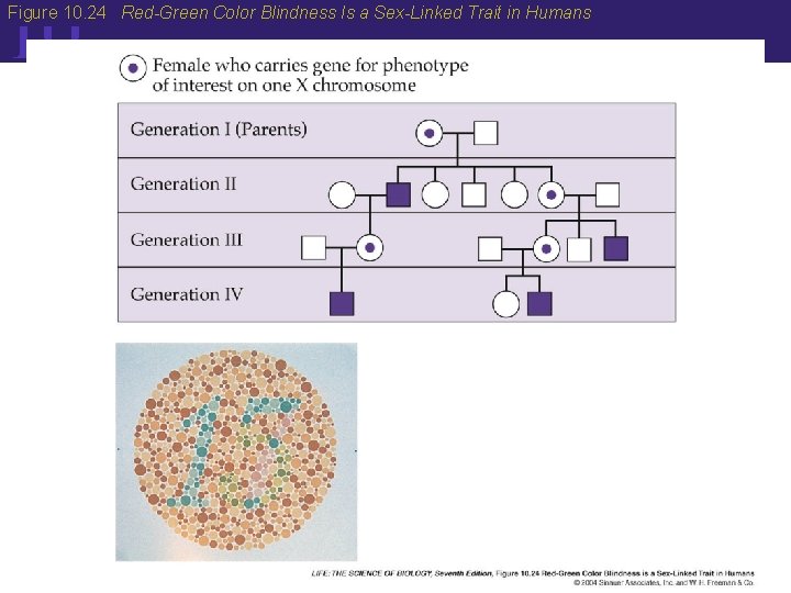10 Figure 10. 24 Red-Green Color Blindness Is a Sex-Linked Trait in Humans 10 Figure 10. 24 Red-Green Color Blindness Is a Sex-Linked Trait in Humans