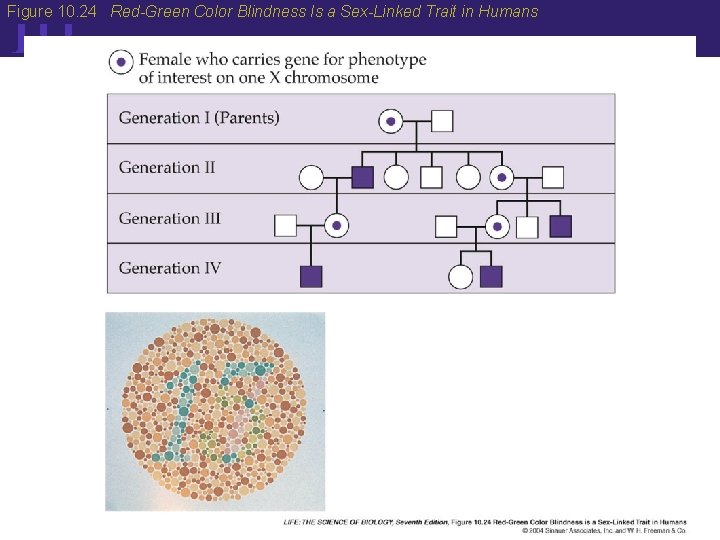 10 Figure 10. 24 Red-Green Color Blindness Is a Sex-Linked Trait in Humans 