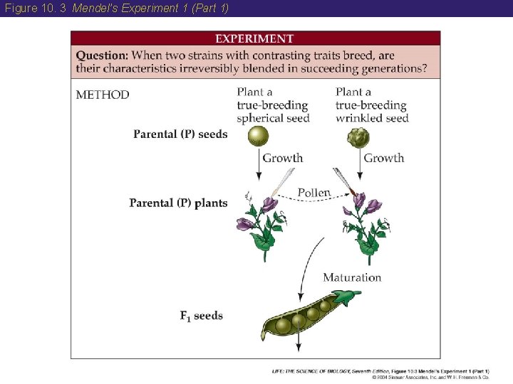 Figure 10. 3 Mendel’s Experiment 1 (Part 1) 