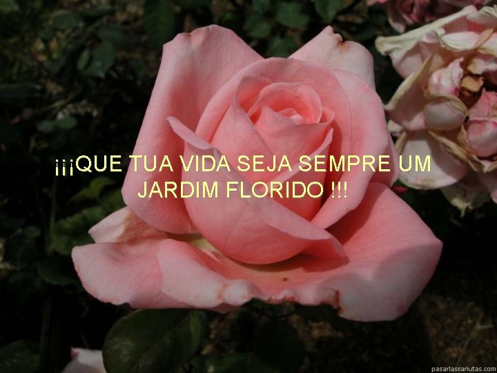 ¡¡¡QUE TUA VIDA SEJA SEMPRE UM JARDIM FLORIDO !!! 