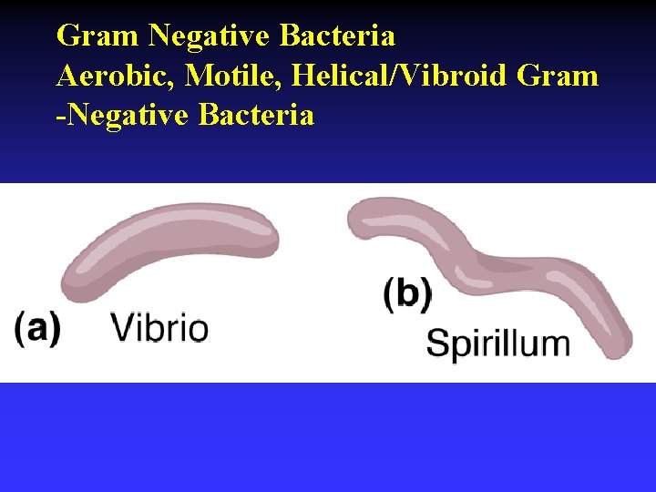Gram Negative Bacteria Aerobic, Motile, Helical/Vibroid Gram -Negative Bacteria 