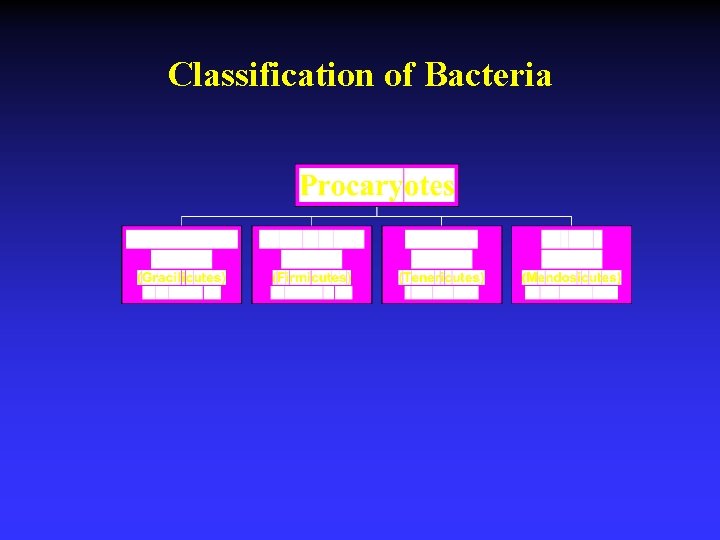 Classification of Bacteria 