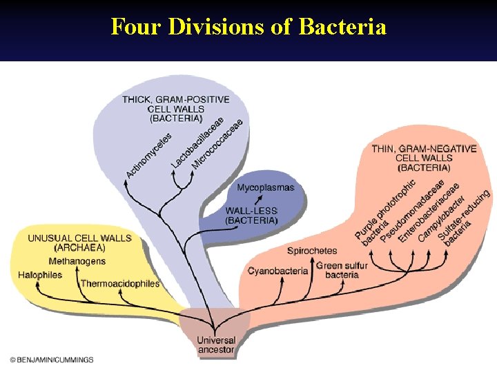 Four Divisions of Bacteria 