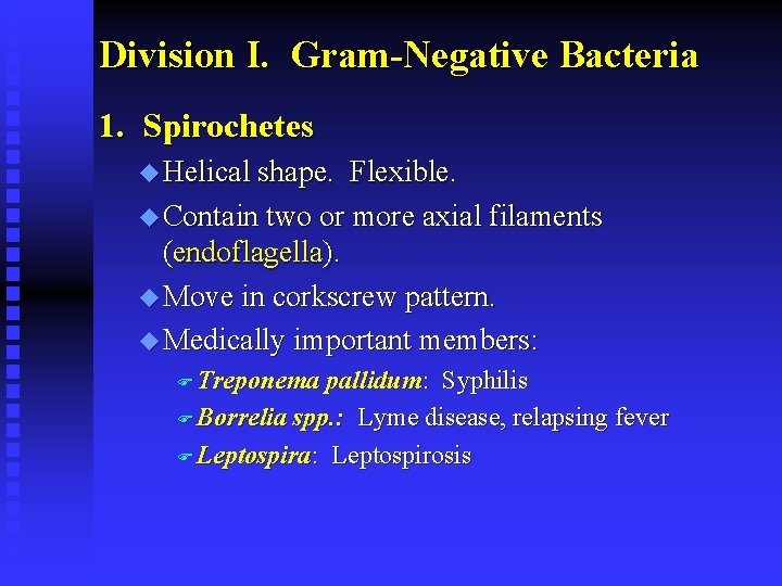 Division I. Gram-Negative Bacteria 1. Spirochetes u Helical shape. Flexible. u Contain two or