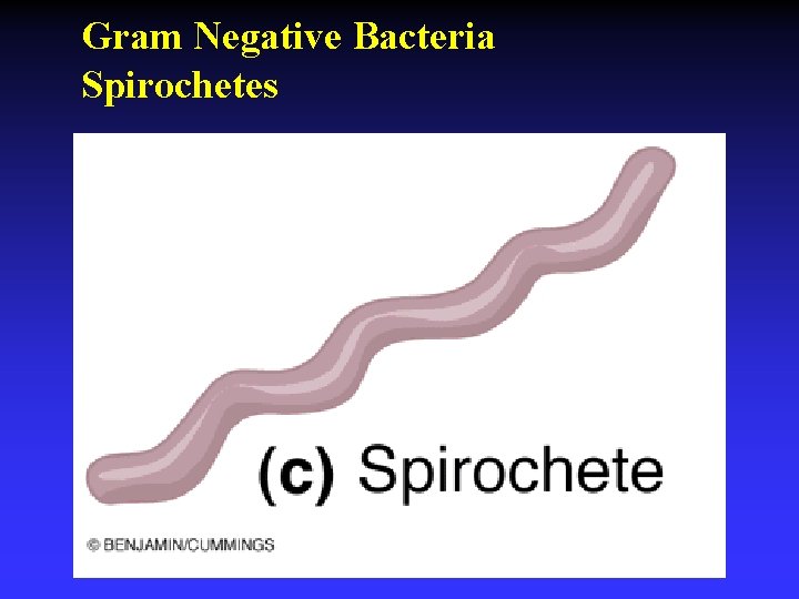 Gram Negative Bacteria Spirochetes 