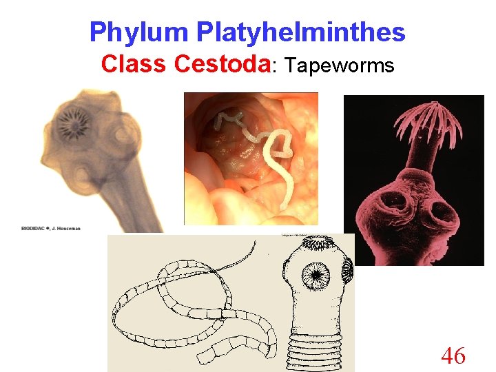 Phylum Platyhelminthes Class Cestoda: Tapeworms 46 