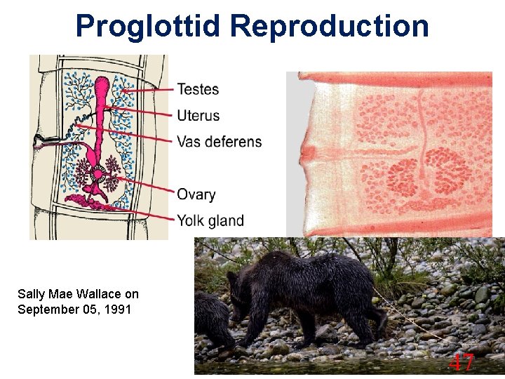 Proglottid Reproduction Sally Mae Wallace on September 05, 1991 47 