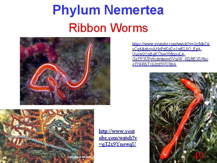 Phylum Nemertea Ribbon Worms https: //www. youtube. com/watch? v=2 cj. Mn 7 A c.