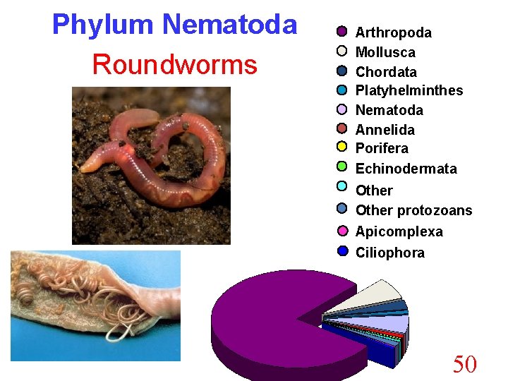 Phylum Nematoda Roundworms Arthropoda Mollusca Chordata Platyhelminthes Nematoda Annelida Porifera Echinodermata Other protozoans Apicomplexa