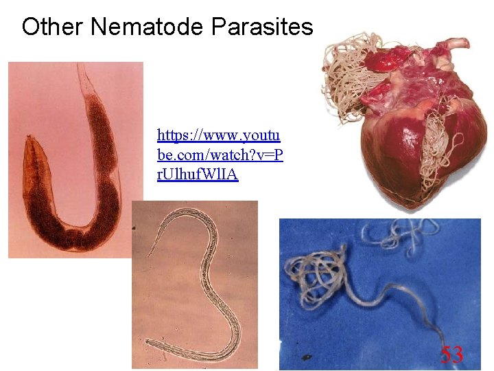 Other Nematode Parasites https: //www. youtu be. com/watch? v=P r. Ulhuf. Wl. IA 53